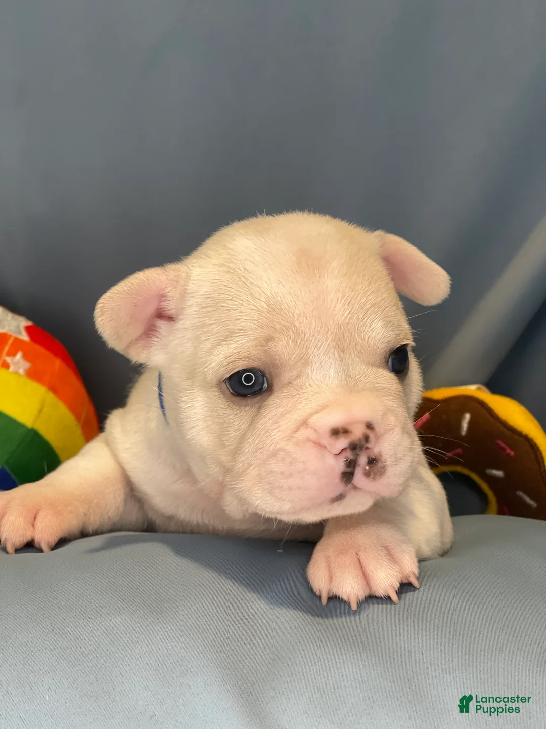 Frenchton dogs for sale: Lambchop - Ad 2