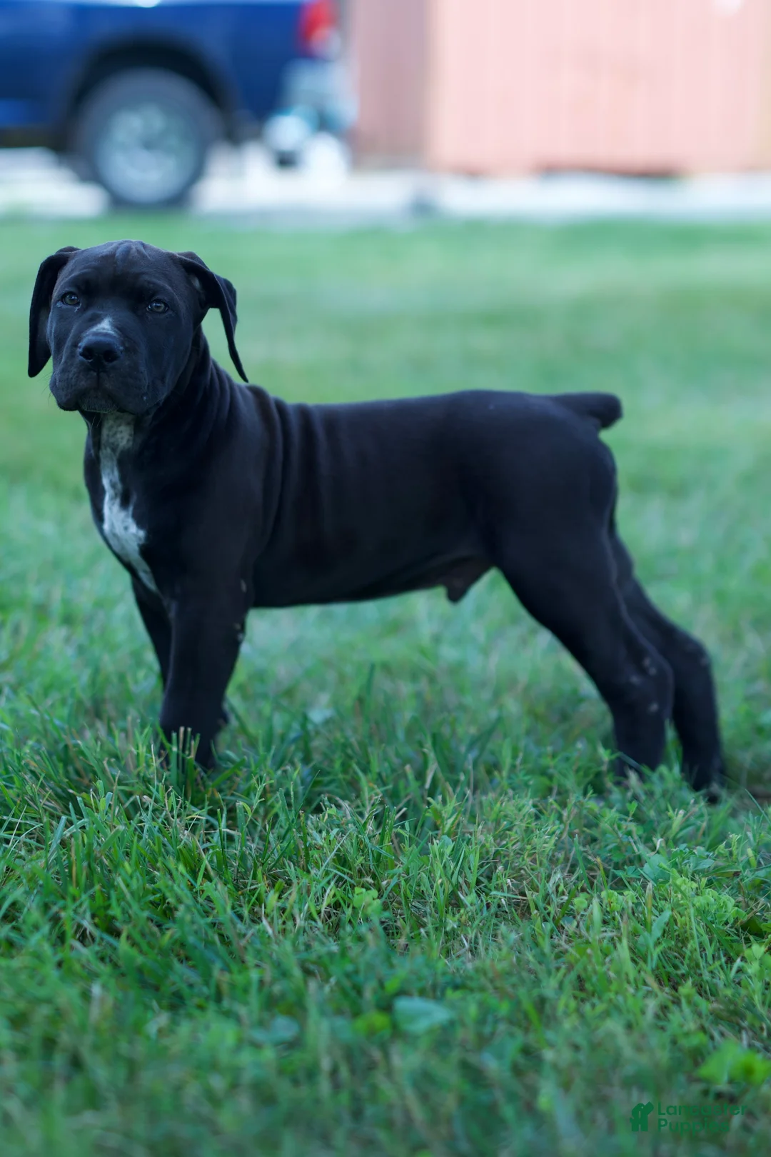 South African Boerboels dogs for sale: South African Boerboels 1 - Ad 2