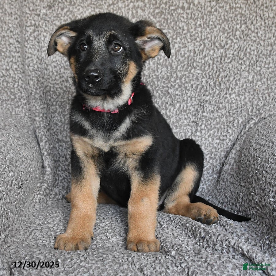 German Shepherd dogs Shelby - Ad 32