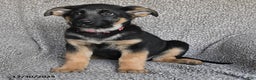 German Shepherd dogs for sale: Shelby - Ad 2