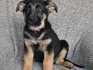 German Shepherd dogs Shelby - Ad 32