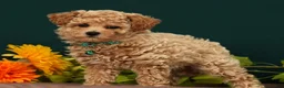 Toy Poodle dogs for sale: Quinsy - Ad 3