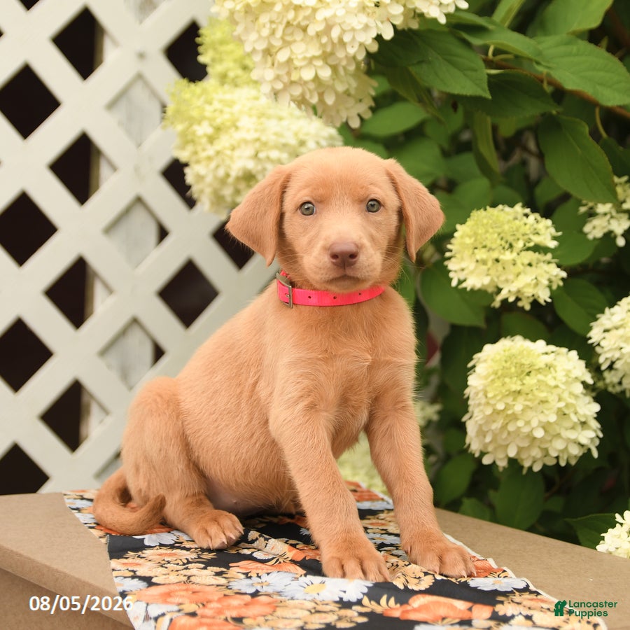 Labrador Retriever dogs Meadow - Ad 1