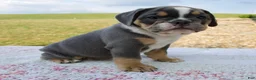 Beabull dogs for sale: Benji - Ad 3