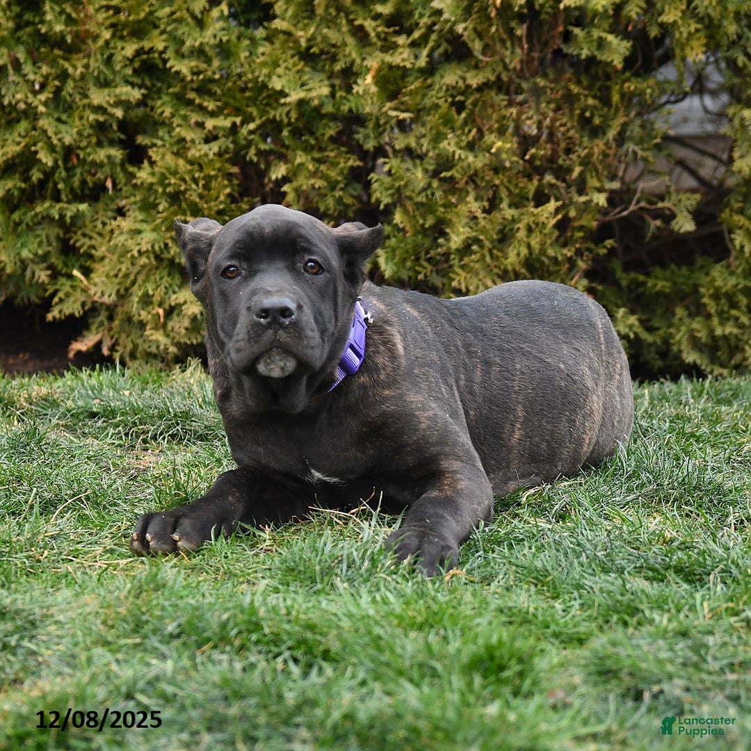 Cane Corso dogs for sale: Penny - Ad 3