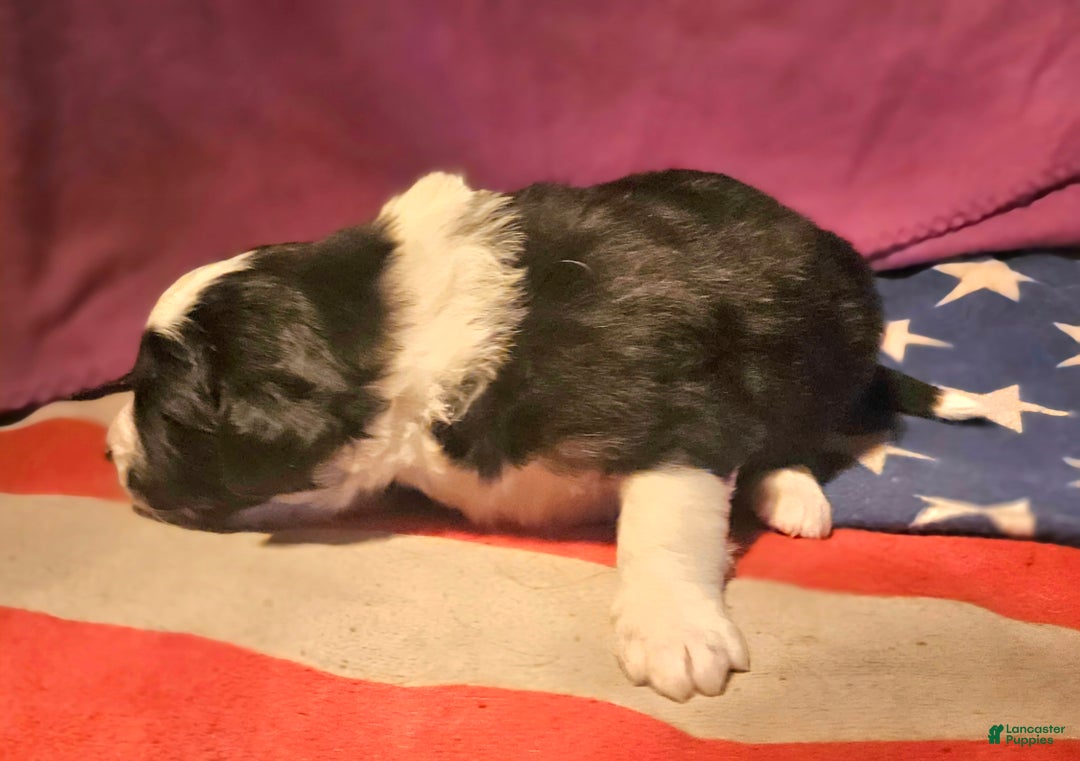Border Collie dogs for sale: Elfrank - Ad 6