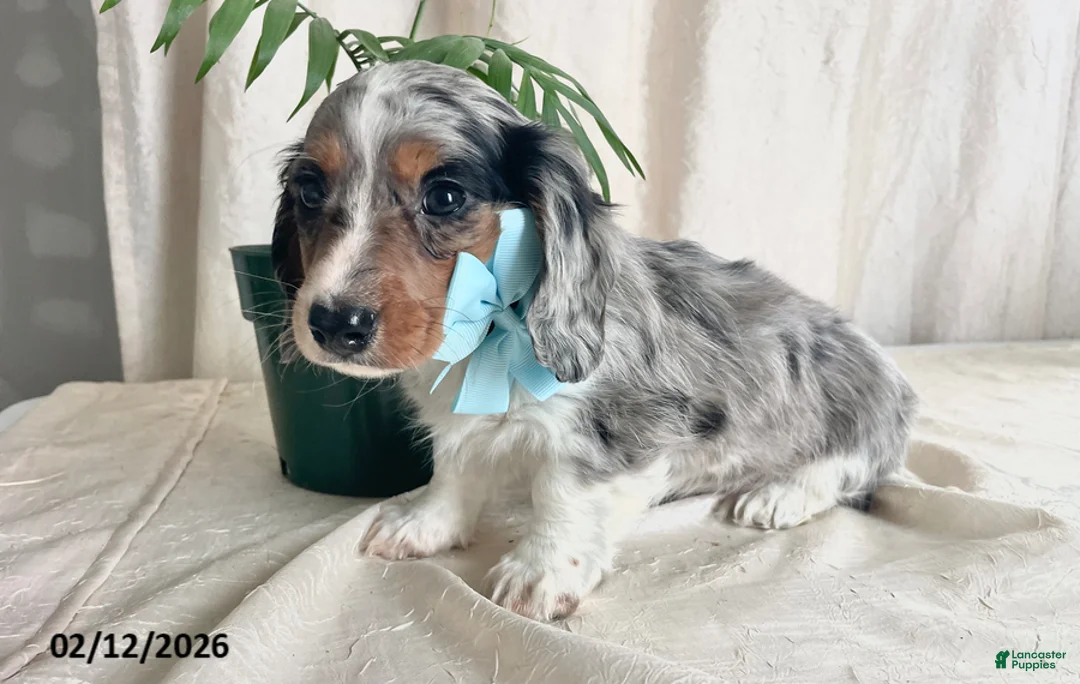 Miniature Dachshund dogs for sale: Cody - Ad 11