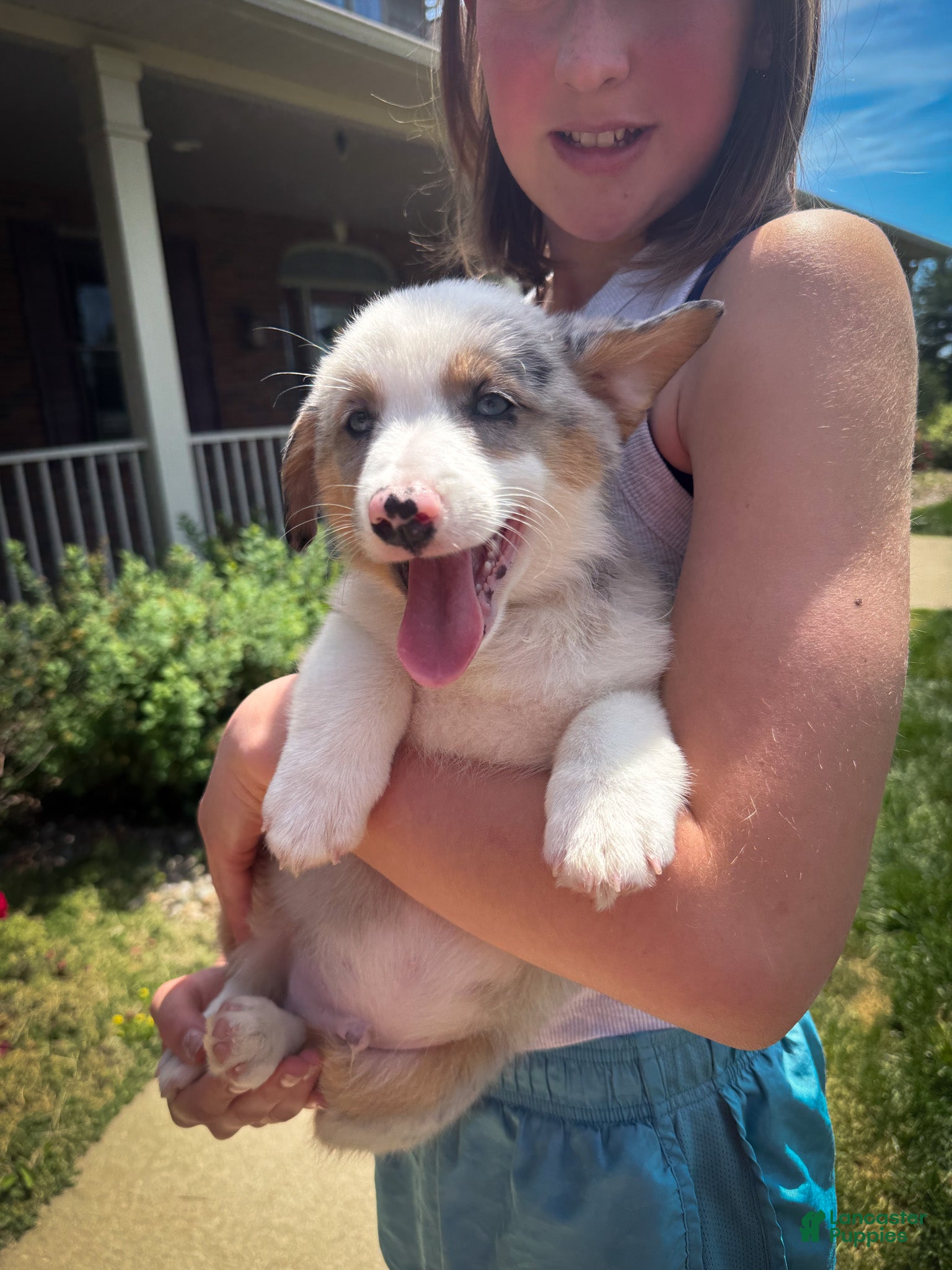 Mixed Breed dogs Blue - Ad 2