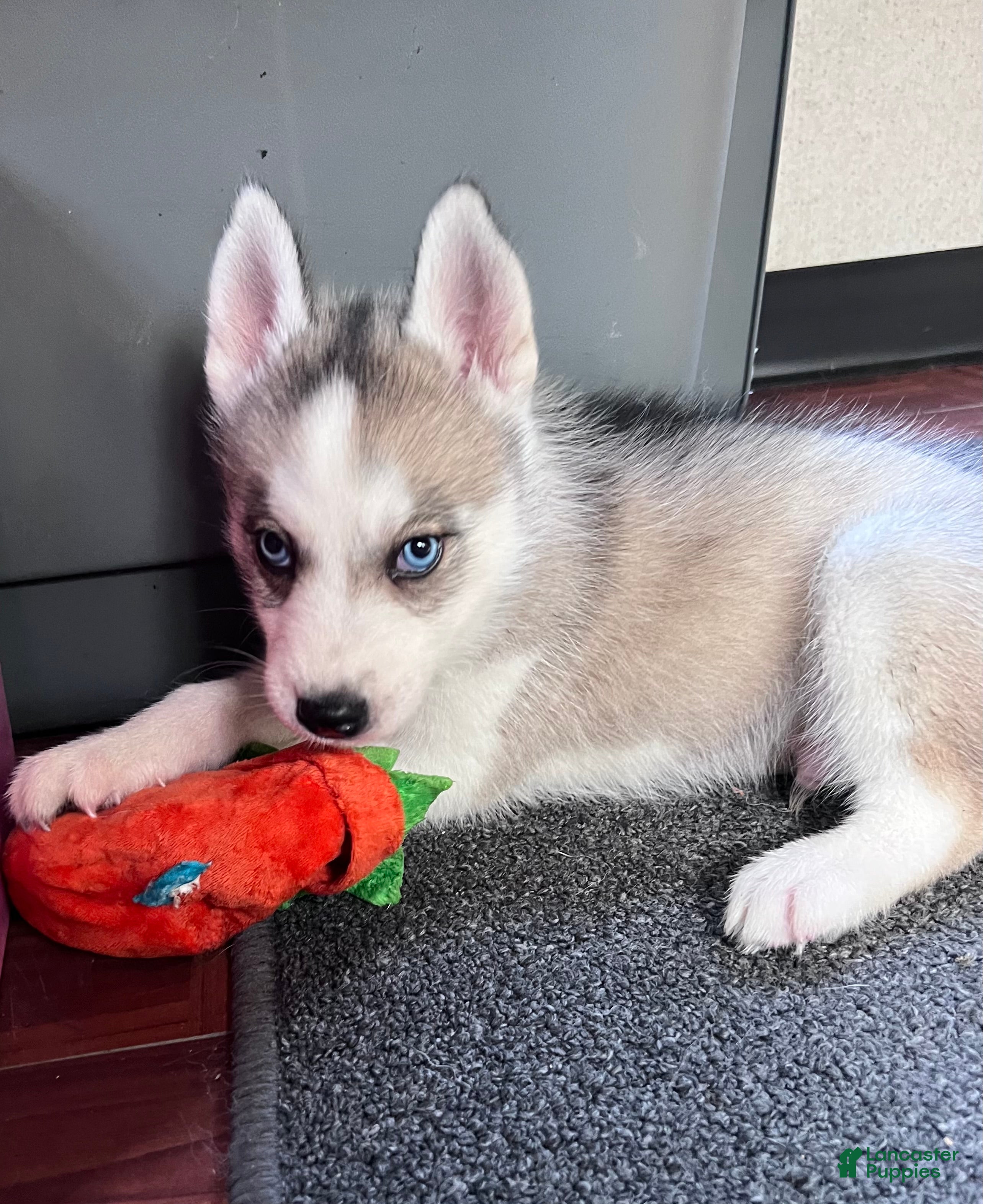 Siberian Husky dogs Suppy AKC - Ad 1