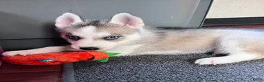 Suppy AKC