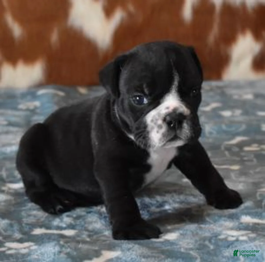 English Bulldog dogs for sale: ANGUS - Ad 6