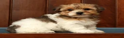 Yorkiepoo dogs for sale: Clover - Ad 7