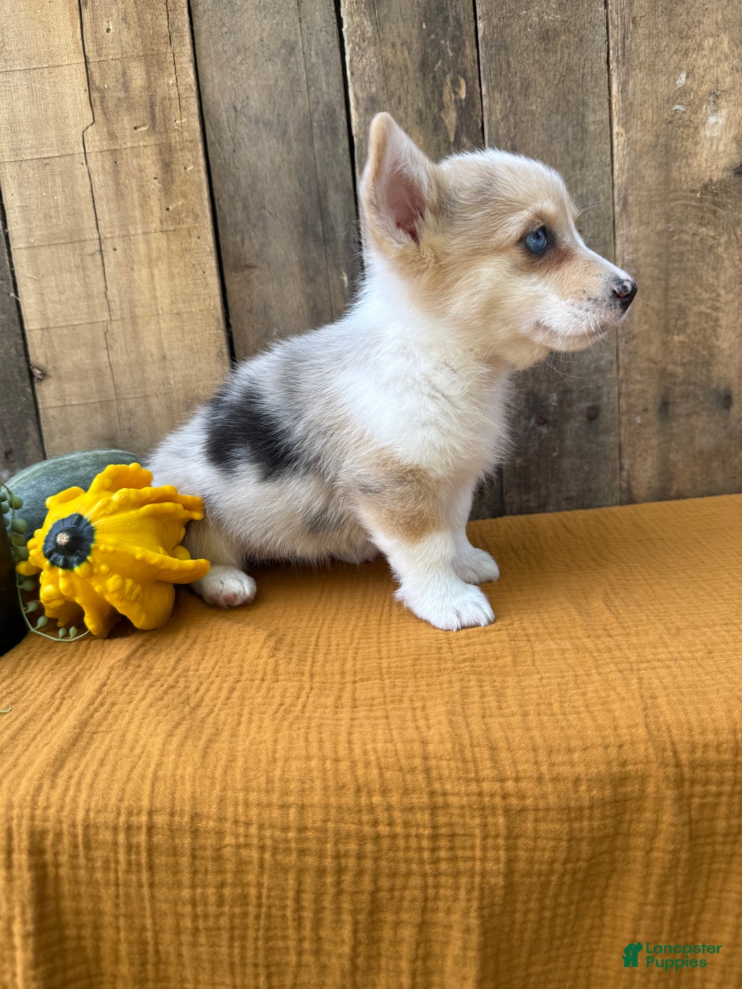 Welsh Corgi Pembroke dogs for sale: Jade - Ad 13