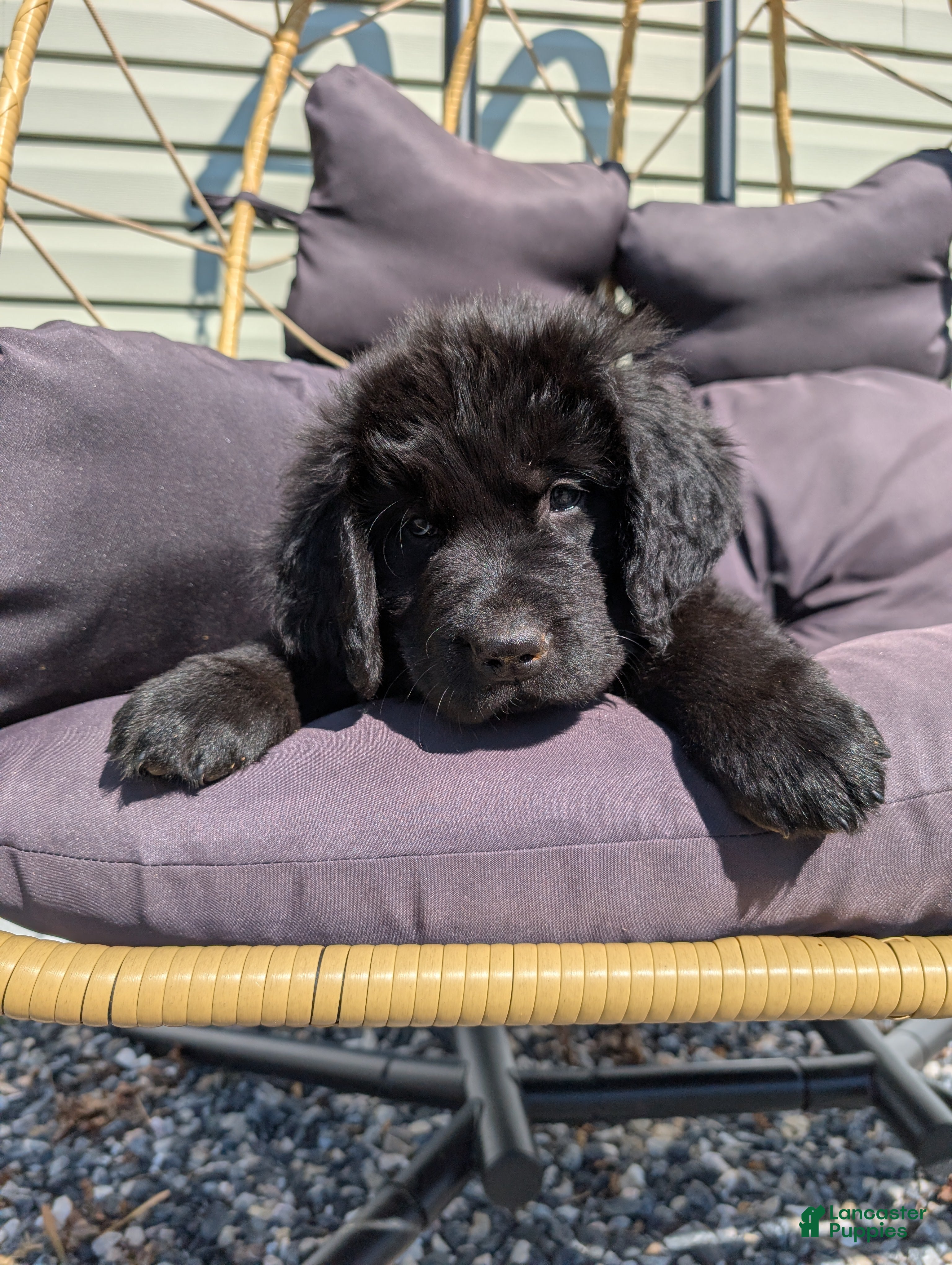 Newfoundland dogs Hayden - Ad 35