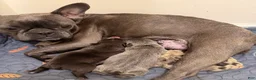 Frenchton dogs for sale: Mabel - Ad 5