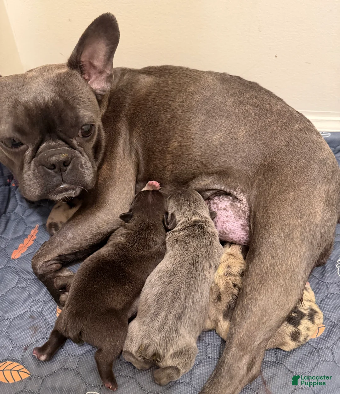 Frenchton dogs for sale: Mabel - Ad 5