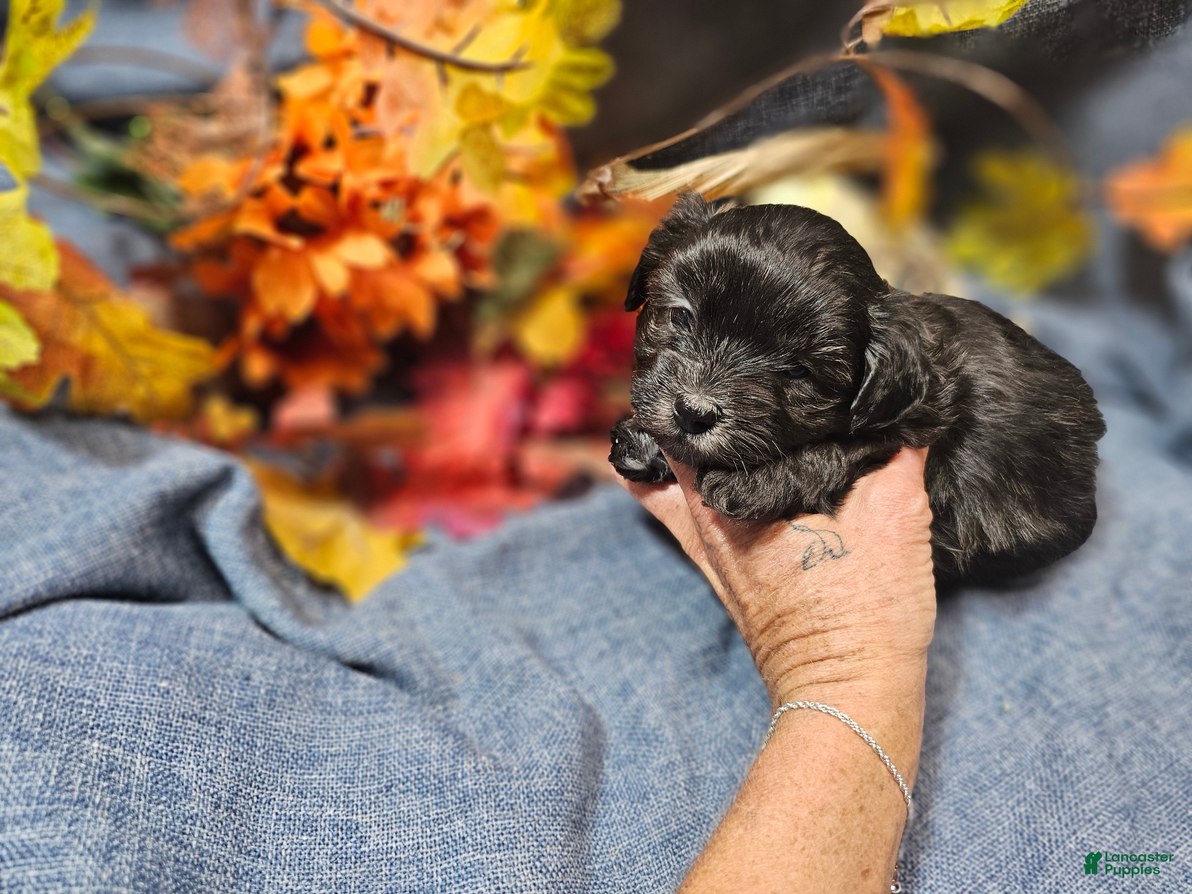 Maltipoo dogs Jack - Ad 2