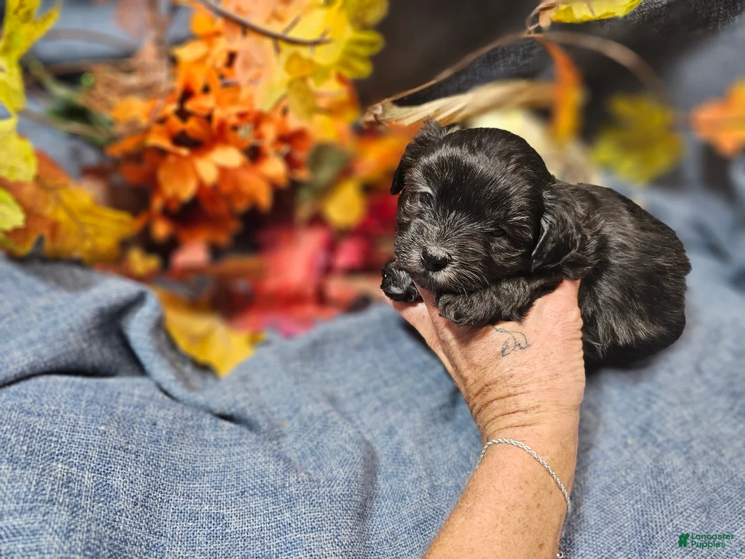 Maltipoo dogs for sale: Jack - Ad 2
