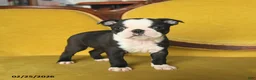 Boston Terrier dogs for sale: Sindy - Ad 4