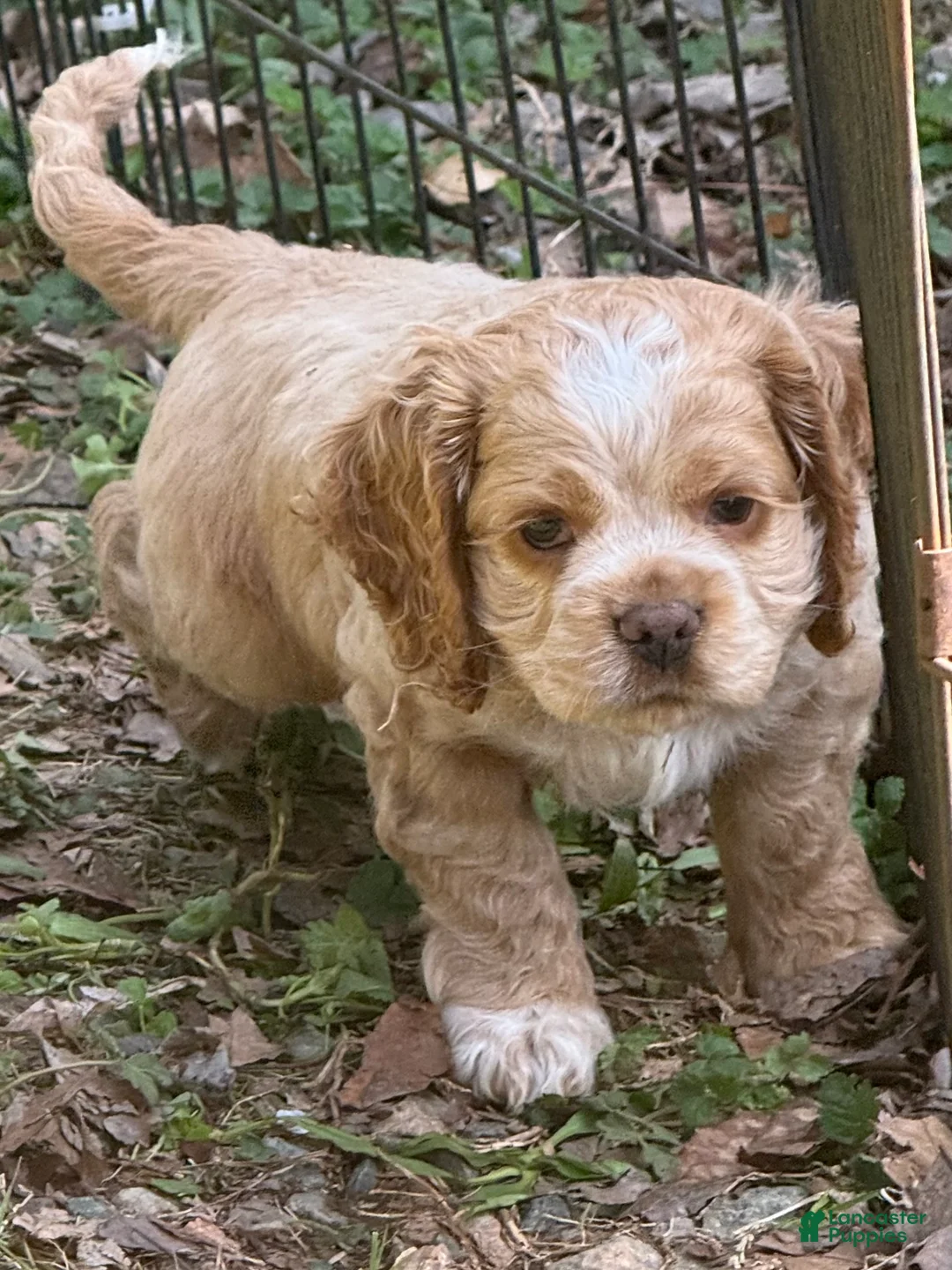 Cocker Spaniel dogs for sale: Cooper - Ad 2