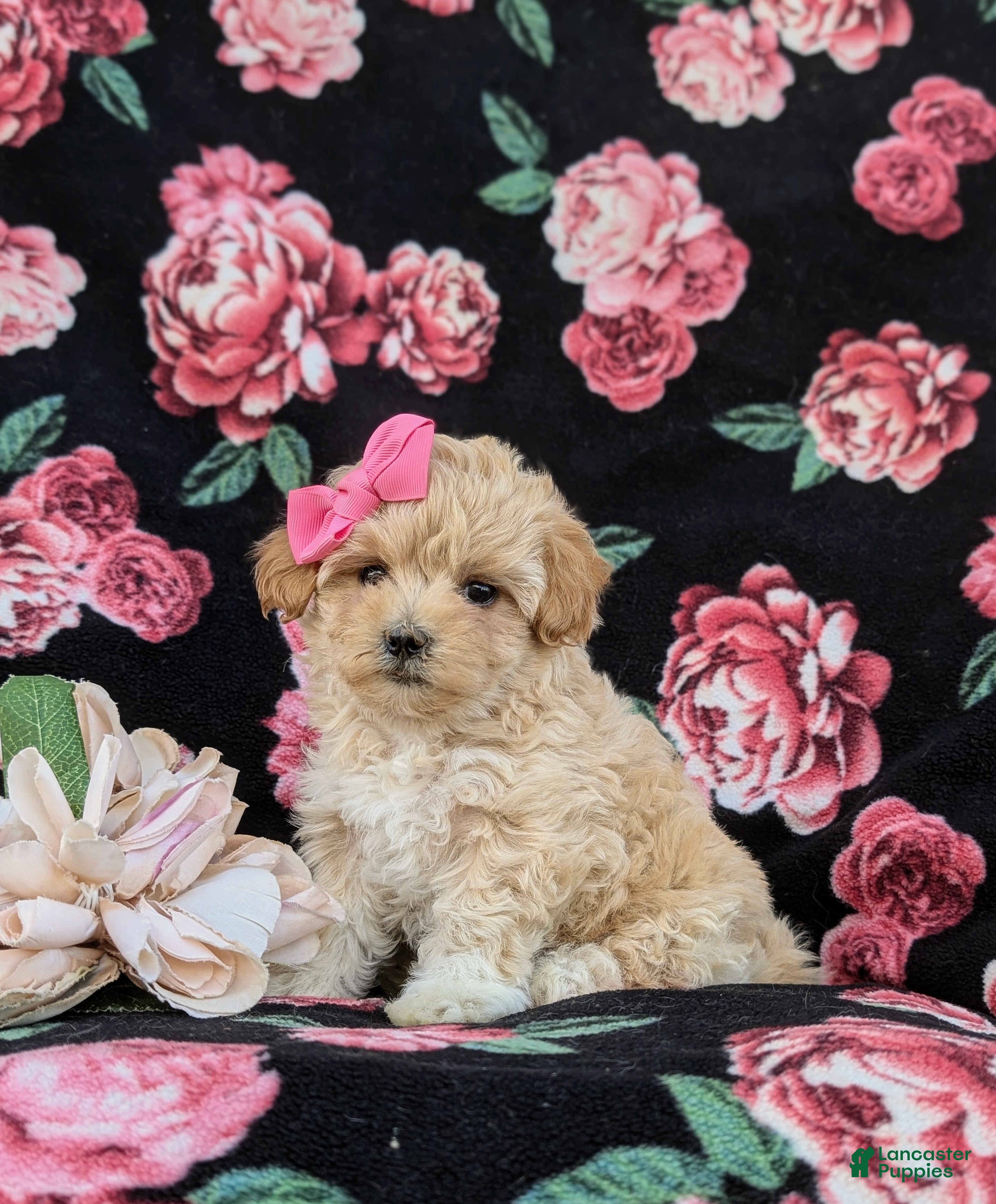 Maltipoo dogs for sale: Tiara 9 lbs Full Grown - Ad 2