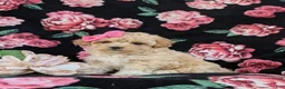 Maltipoo dogs for sale: Tiara 9 lbs Full Grown - Ad 1