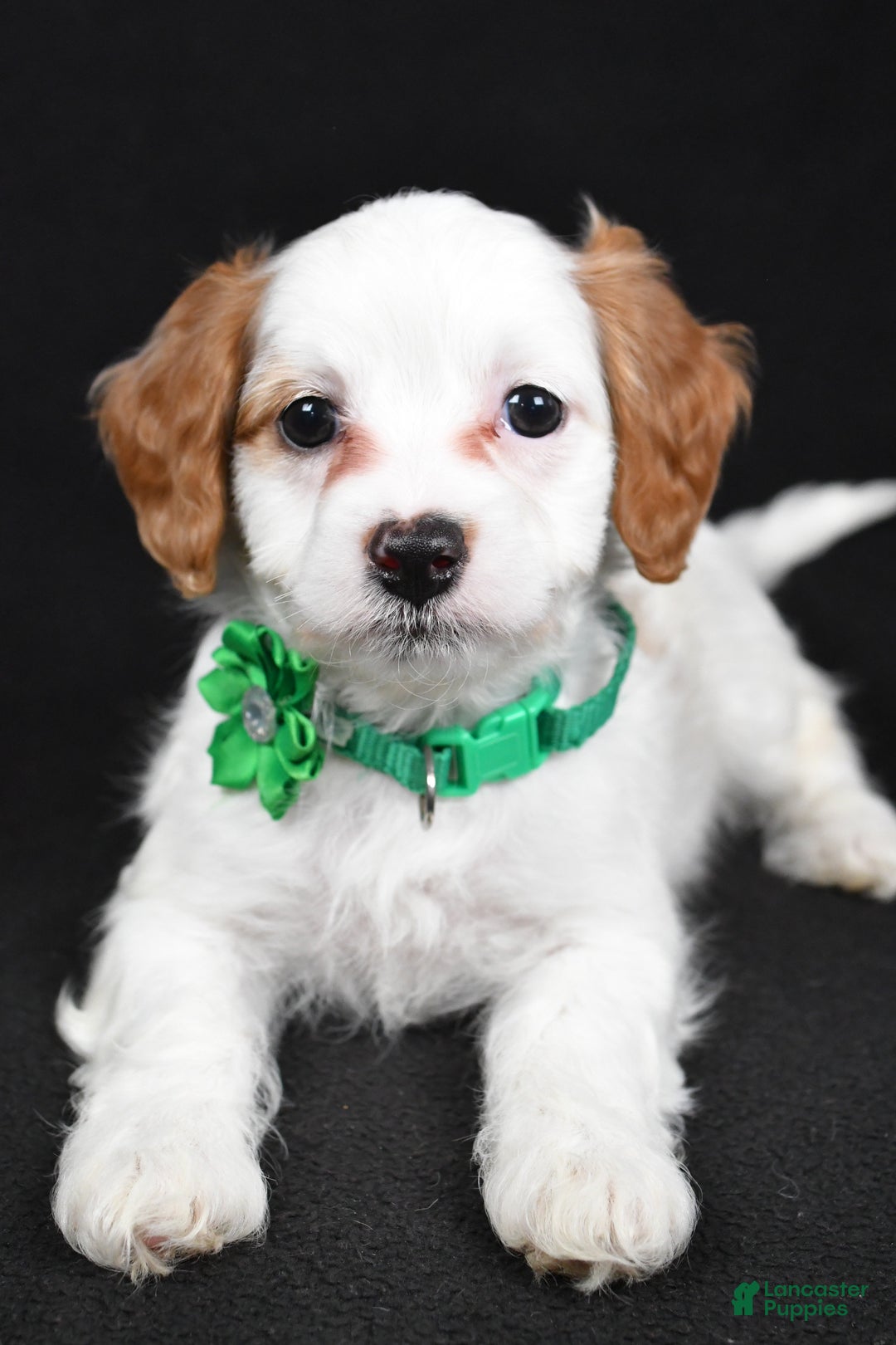 Cavapoo dogs for sale: Sophia  - Ad 10