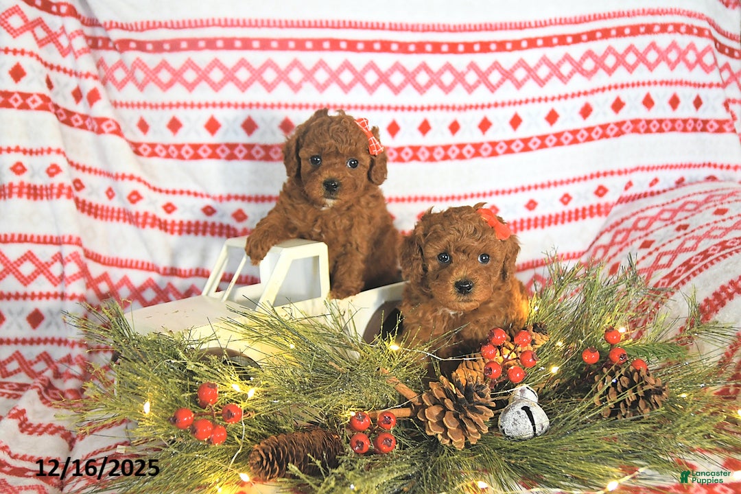 Toy Poodle dogs for sale: Milo HOUSE RAISED - Ad 3