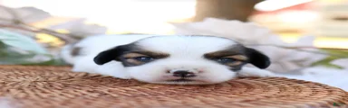 Larry Shiweenie