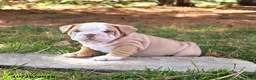 English Bulldog dogs for sale: Felicity - Ad 5