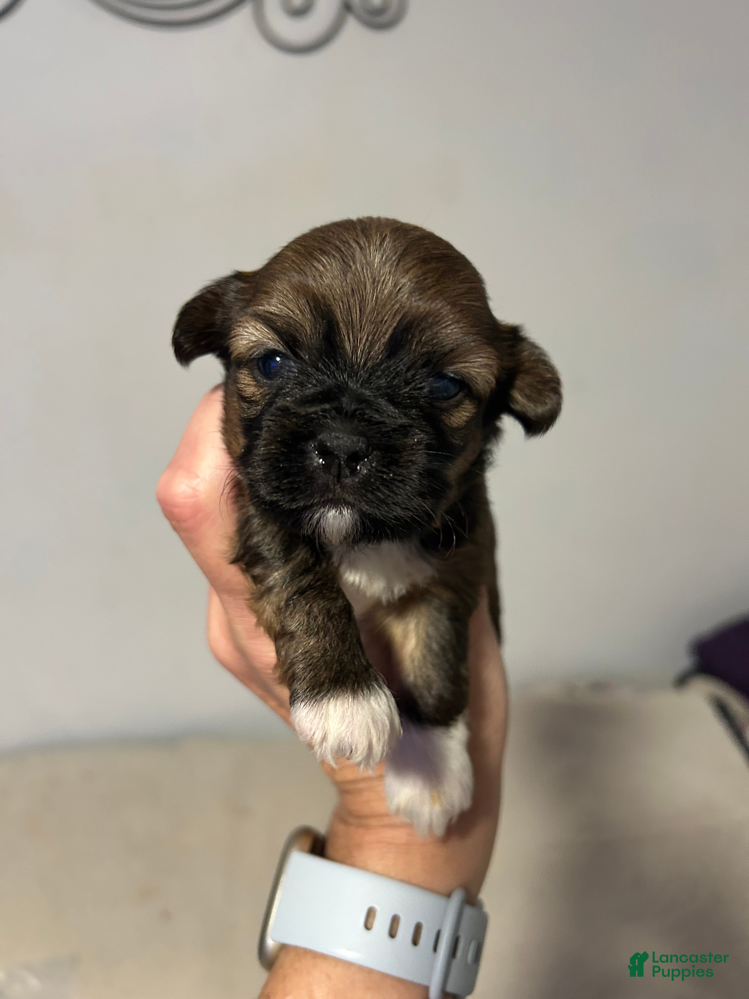 Shorkie dogs Shorkie 3 - Ad 1