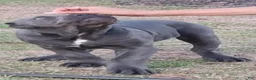 Cane Corso dogs for sale: Cane Corso 2 - Ad 89