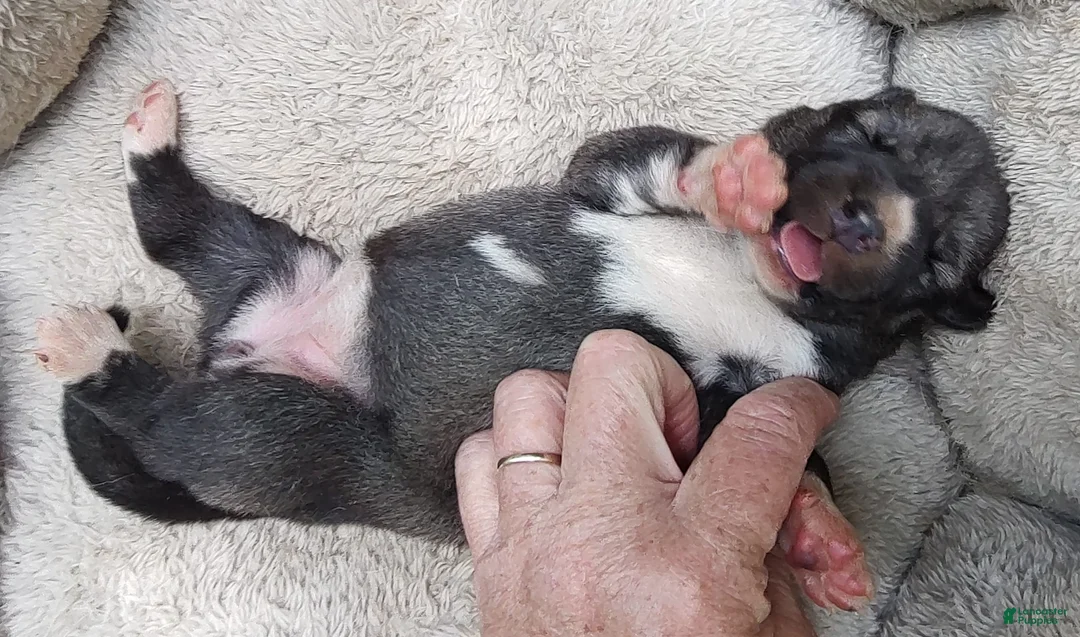 Siberian Husky dogs for sale: Siberian Husky Puppy 2 - Ad 2