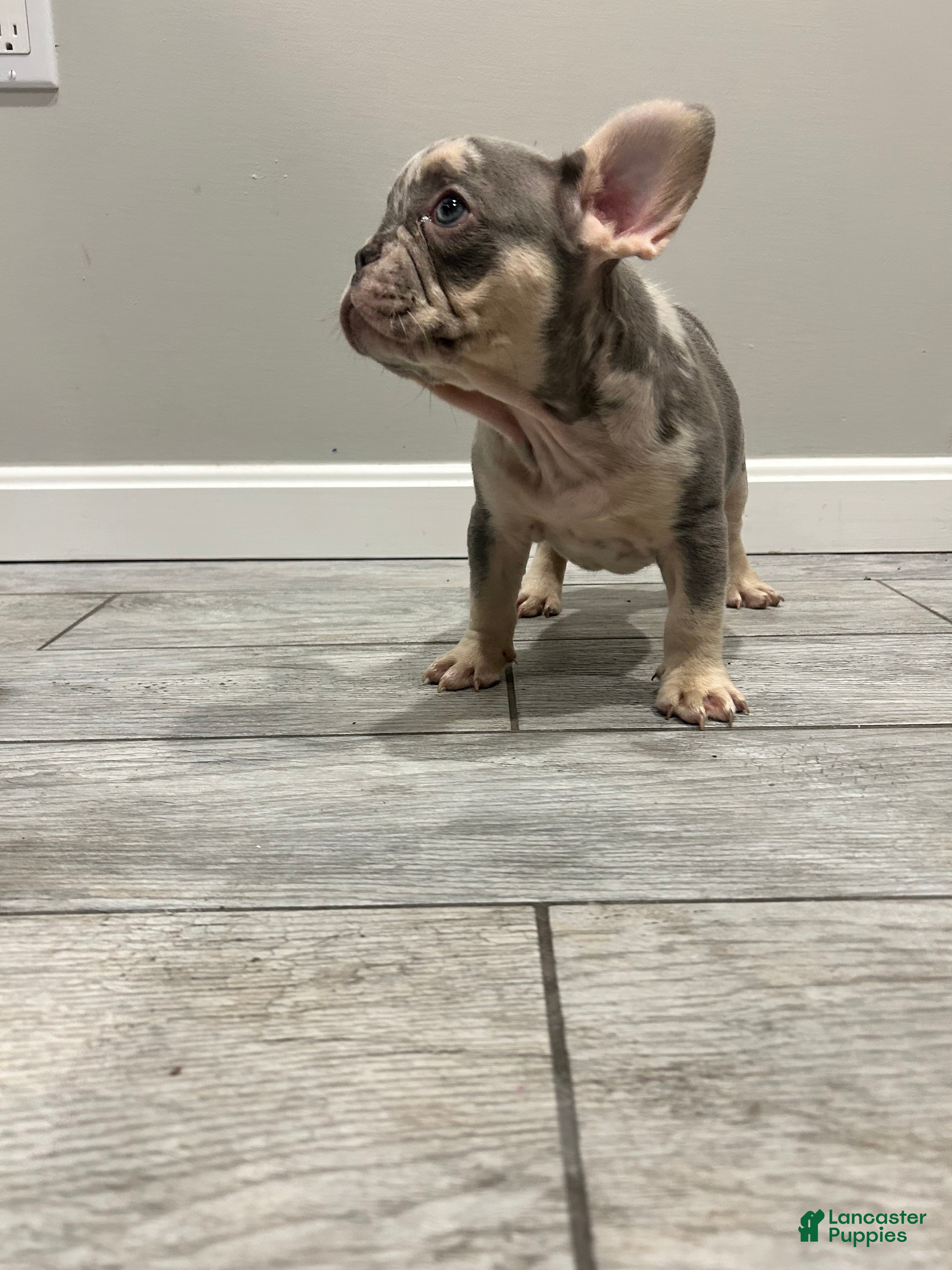 French Bulldog dogs Otto - Ad 2