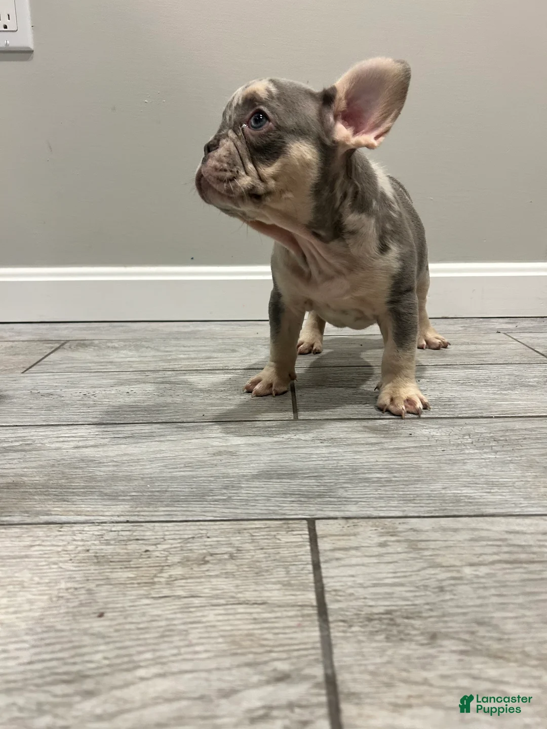 French Bulldog dogs for sale: Otto - Ad 2