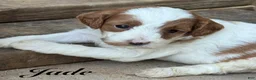 Cavapoo dogs for sale: Jade - Ad 4