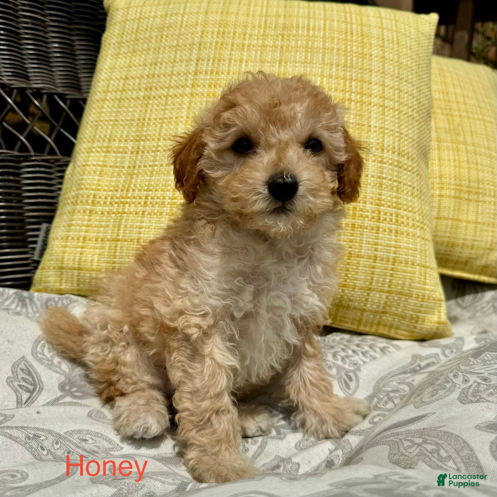 Toy Poodle dogs 1 Honey - Ad 1