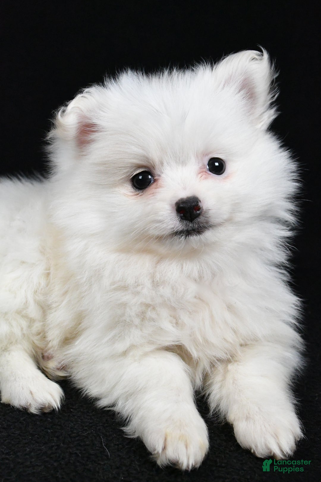 Pomeranian dogs for sale: Tula - Ad 3