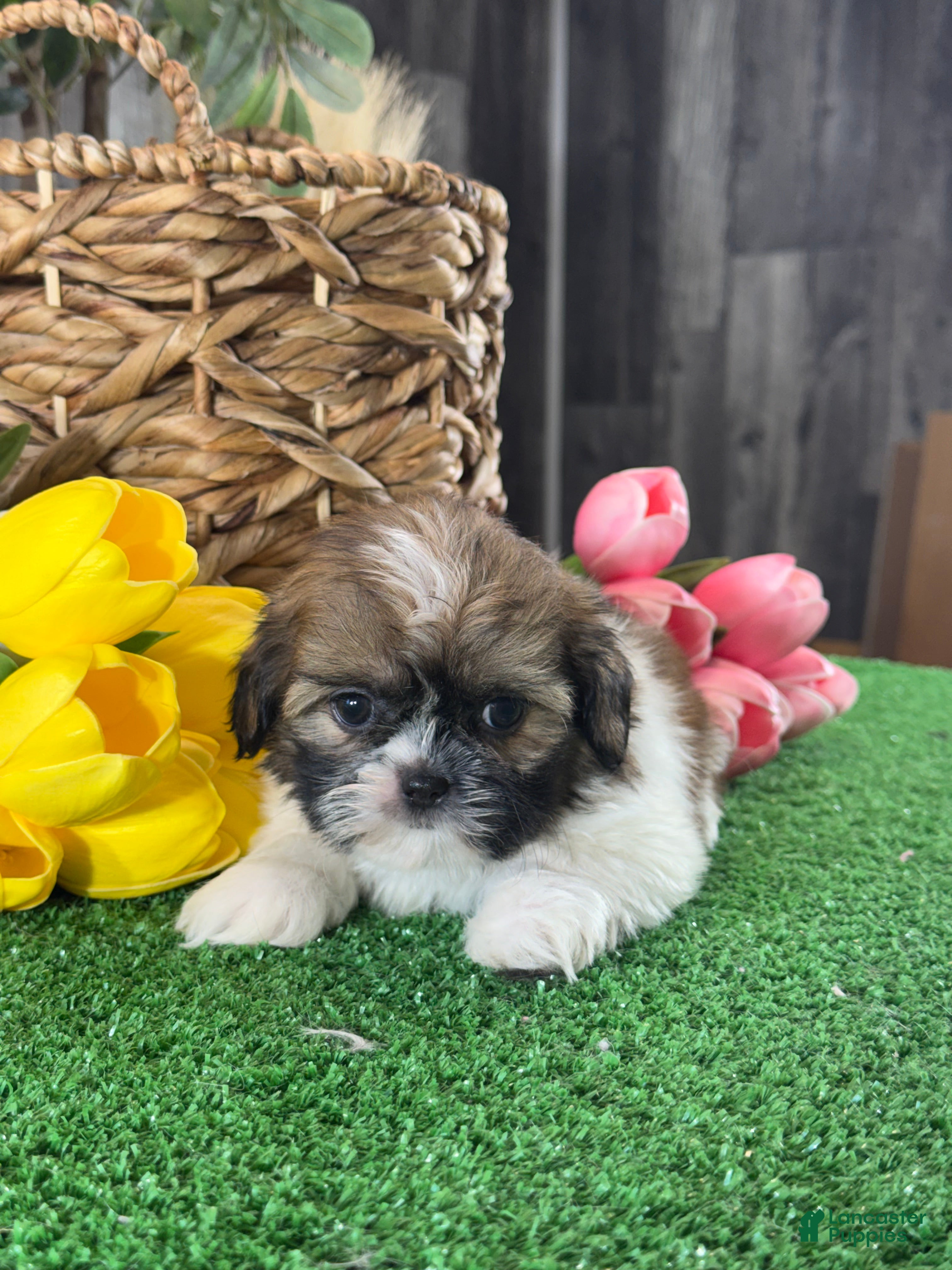 Shih Tzu dogs for sale: Sally🌭 - Ad 3