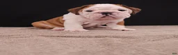 English Bulldog dogs for sale: Bruno - Ad 14