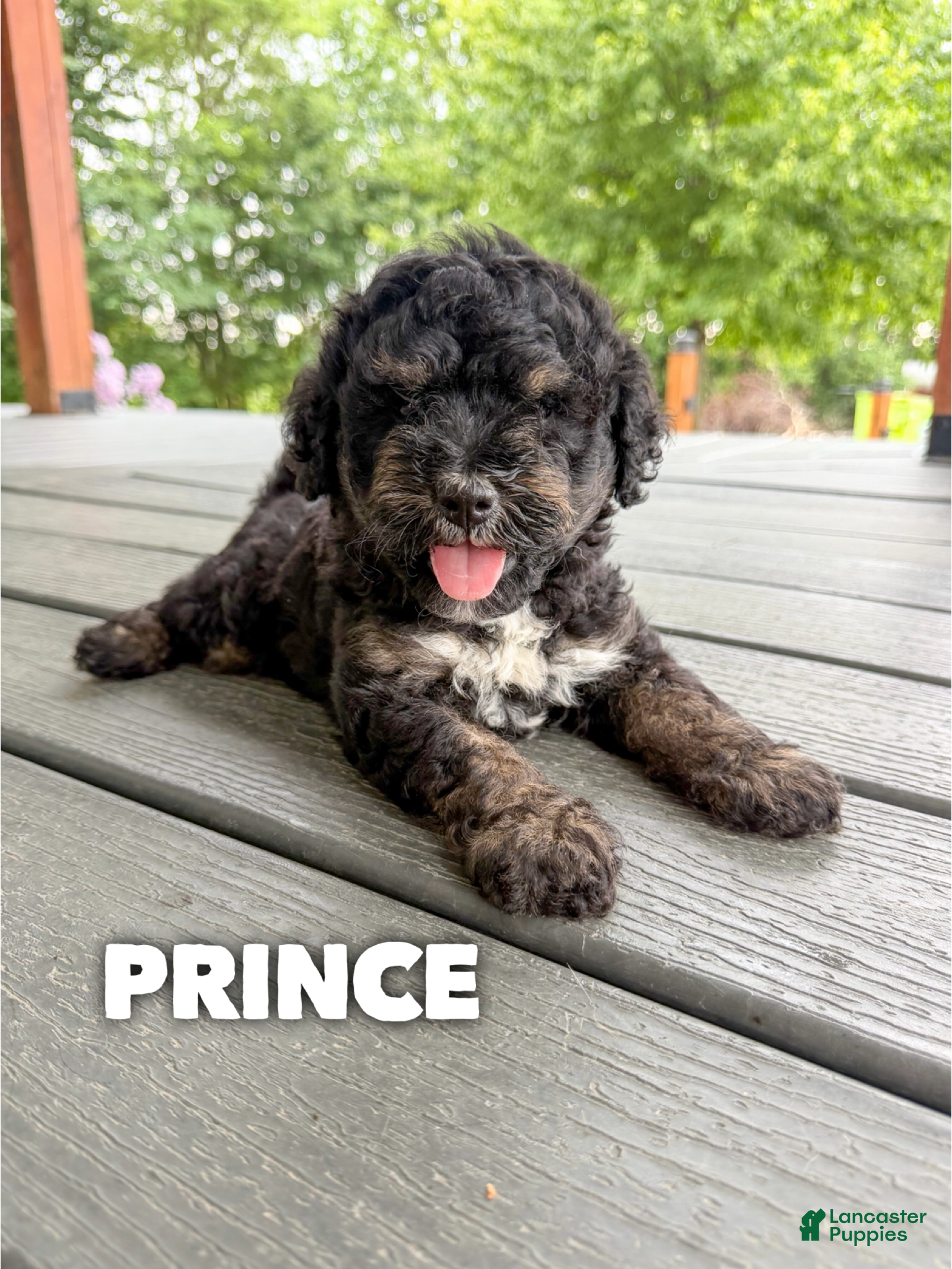 Mini Goldendoodle dogs Prince - Micro Mini F1b - Ad 27