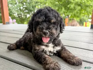 Mini Goldendoodle dogs Prince - Micro Mini F1b - Ad 34