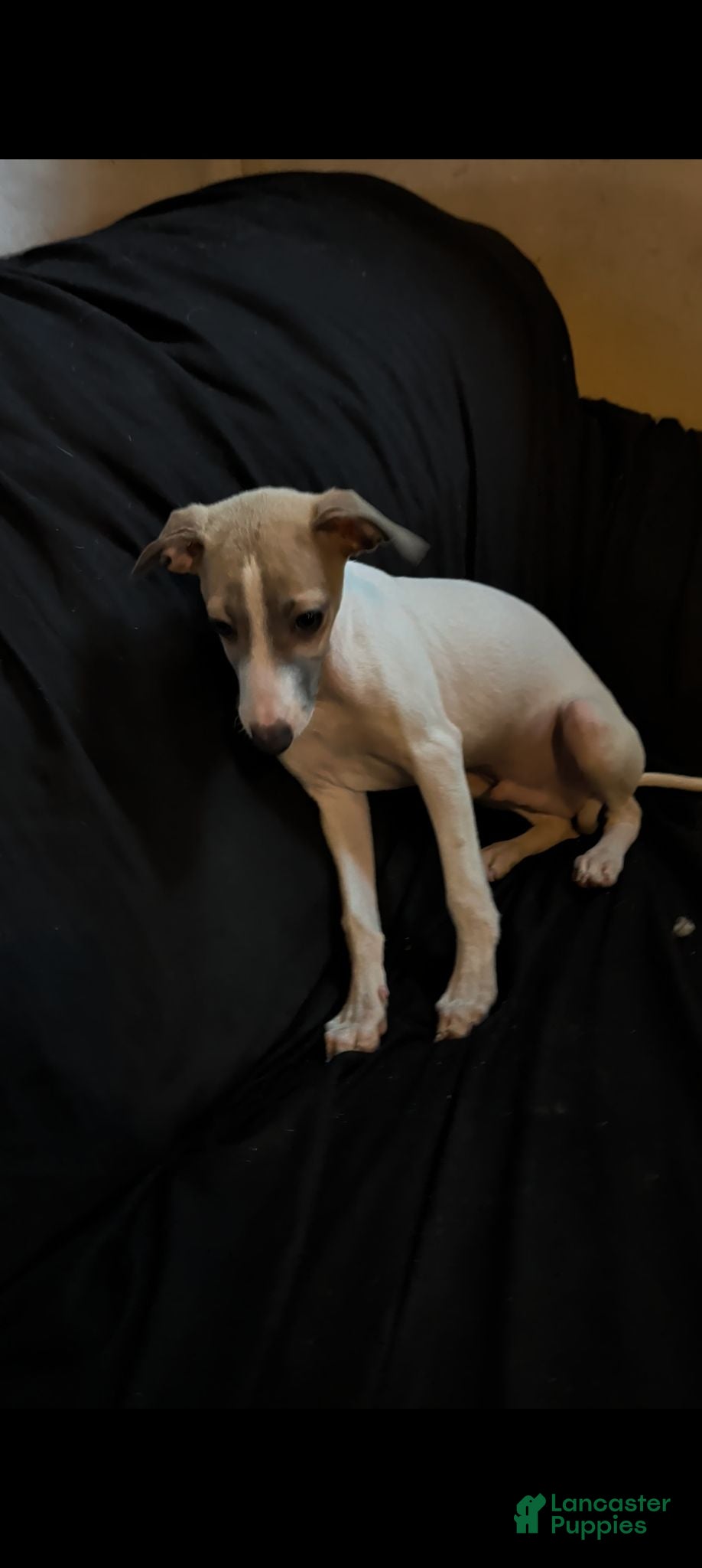 Italian Greyhound dogs Italian Greyhound 2 - Ad 1