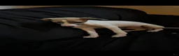 Italian Greyhound dogs for sale: Italian Greyhound 2 - Ad 1