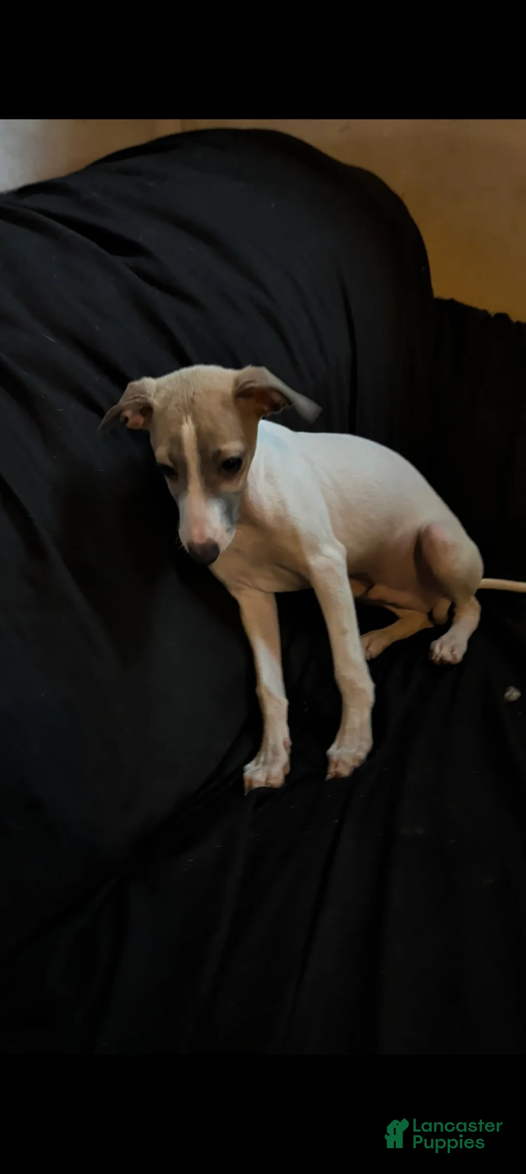 Italian Greyhound dogs for sale: Italian Greyhound 2 - Ad 1