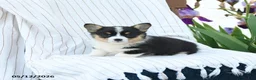 Welsh Corgi Pembroke dogs for sale: Charmane - Ad 3