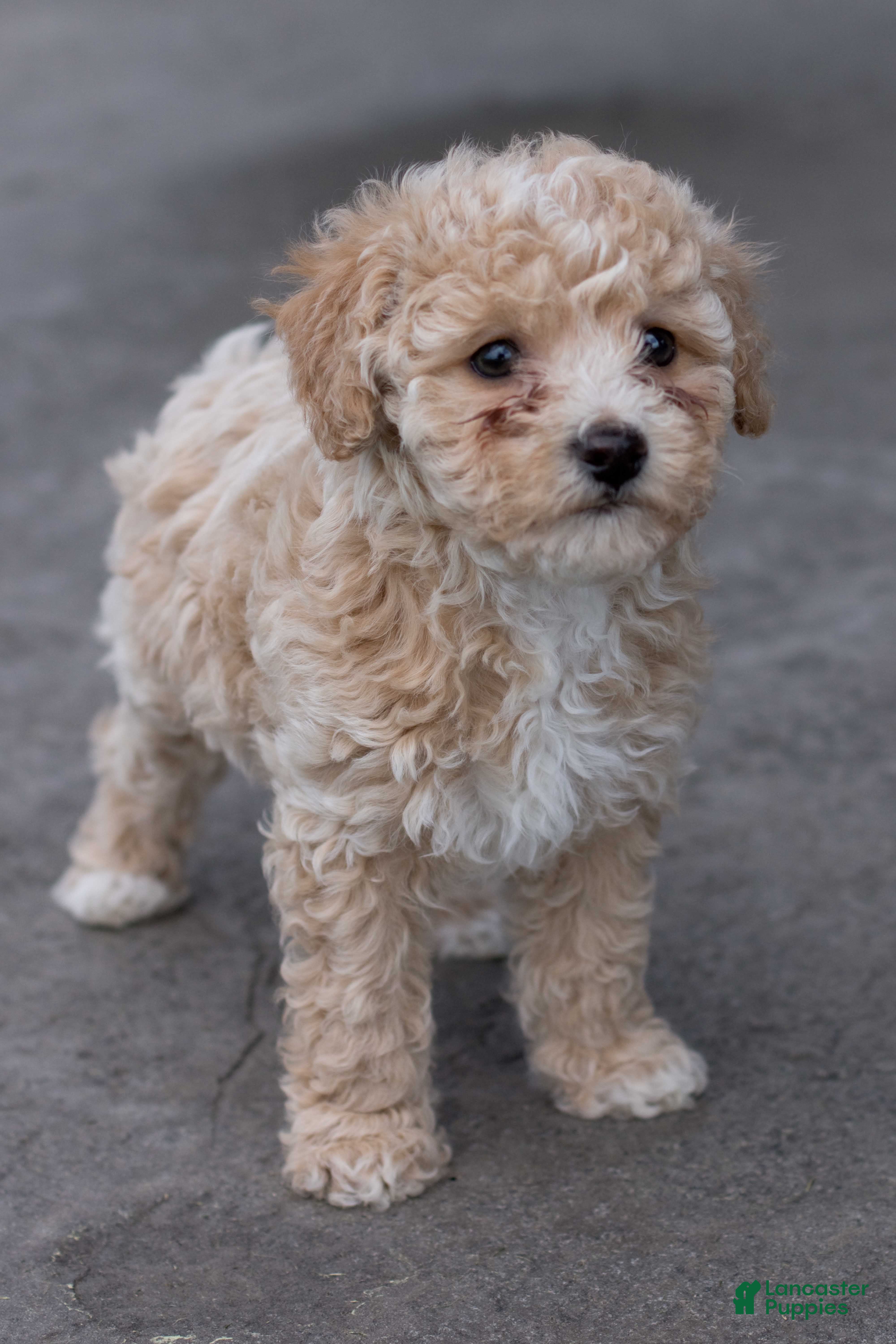 Bichpoo dogs Ruby - Ad 2