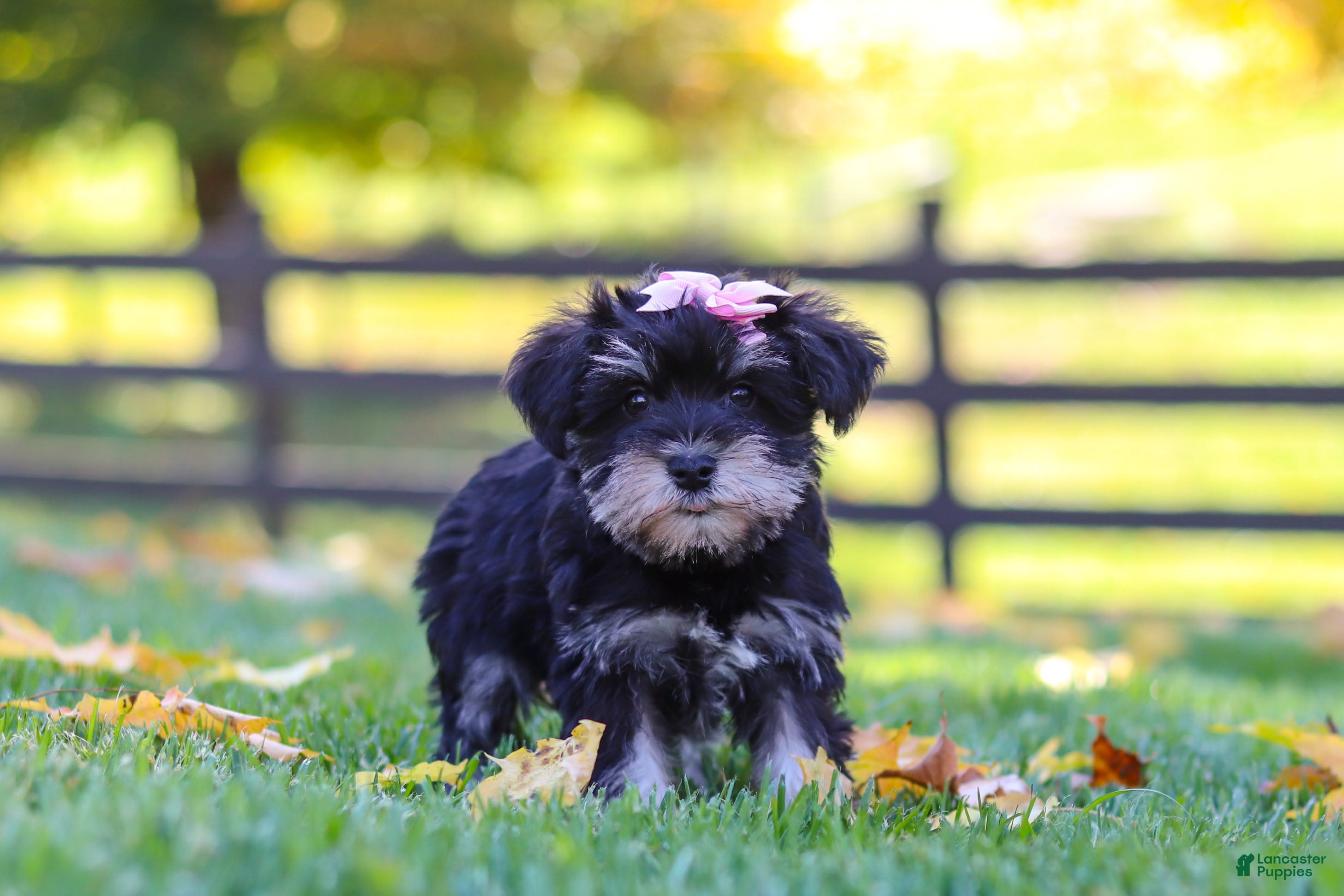 Gracie (Miniature Schnauzer, Female) in Fresno, OH