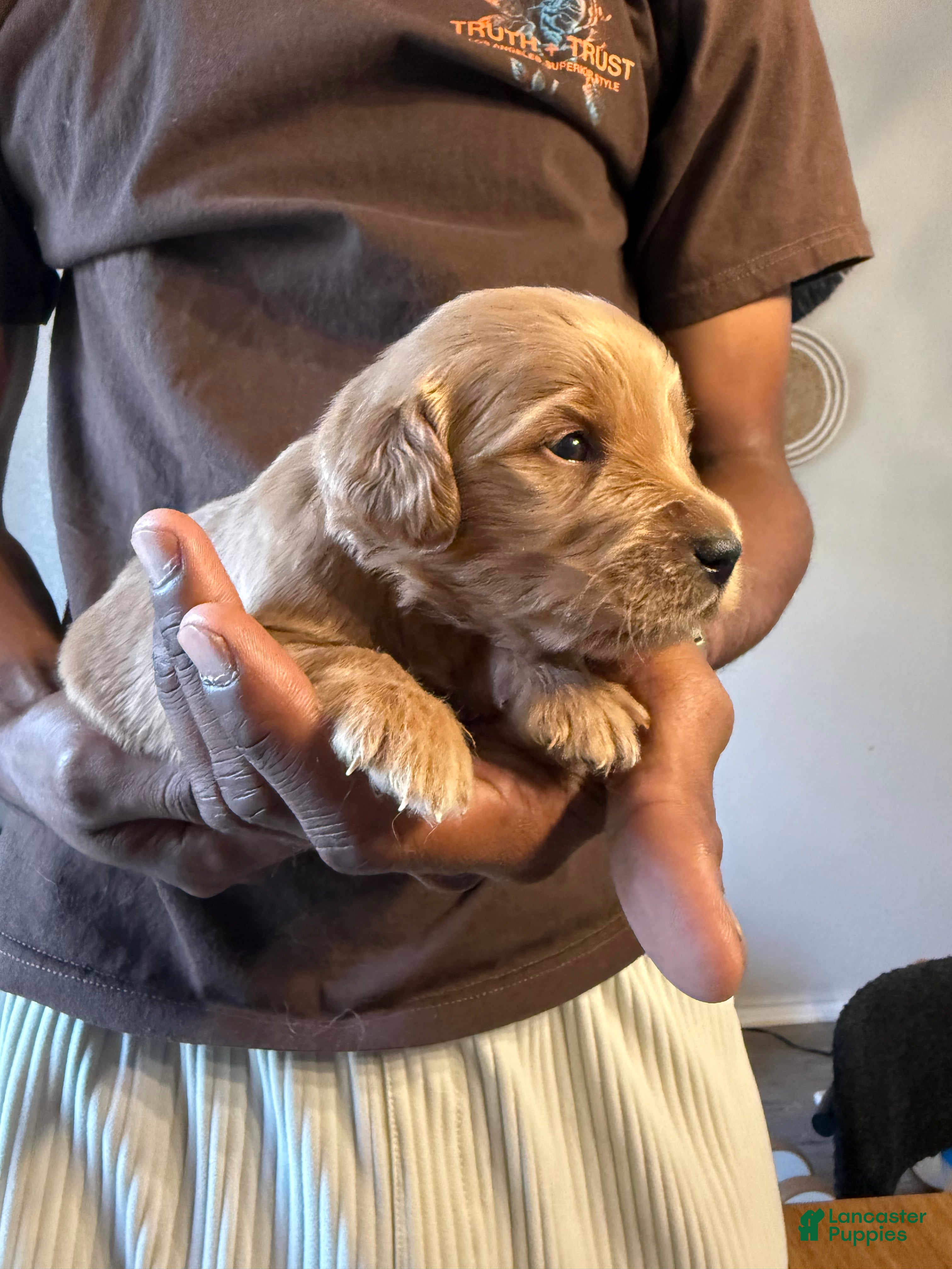 Mini Goldendoodle dogs Chanel - Ad 27
