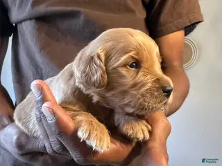 Mini Goldendoodle dogs Chanel - Ad 17
